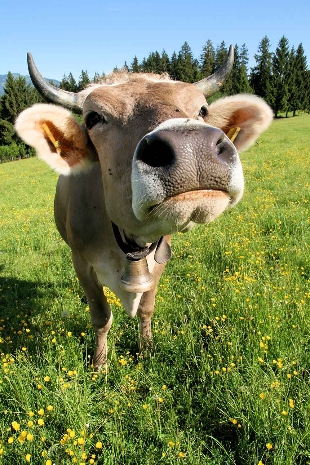 Hindelang Plus Ausflug mit Kuh